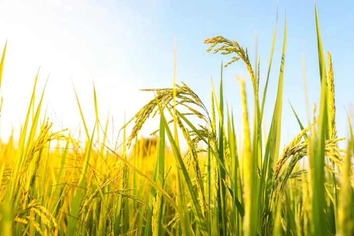 东莞绝美稻田!在这里寻找秋天!