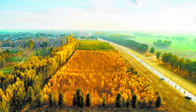 银杏节,摄影采风,黄河文化展示,黄河大集……鄄城首届银杏文化旅游节