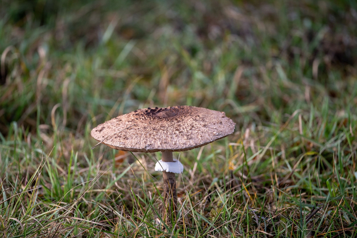 波兰的高大环柄菇|波兰|维尔茨_新浪新闻