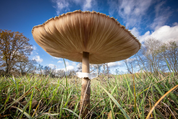 波兰的高大环柄菇|波兰|维尔茨_新浪新闻