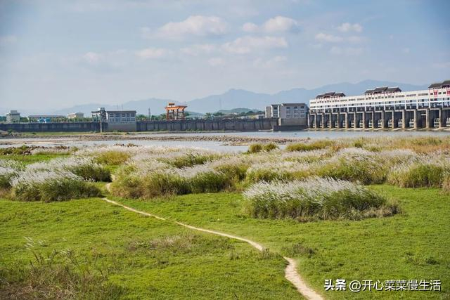 北方在下雪,南方也在下雪,快来广东看芦荻飘"雪"|清远市|沙洲|广东省