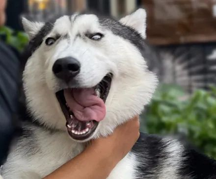 女子晒出哈士奇日常照片,结果网友看后笑疯了:太沙雕!