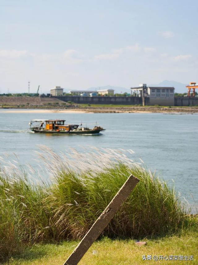 北方在下雪,南方也在下雪,快来广东看芦荻飘"雪"|清远市|沙洲|广东省