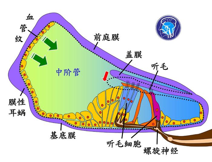 蜗管解剖图图片