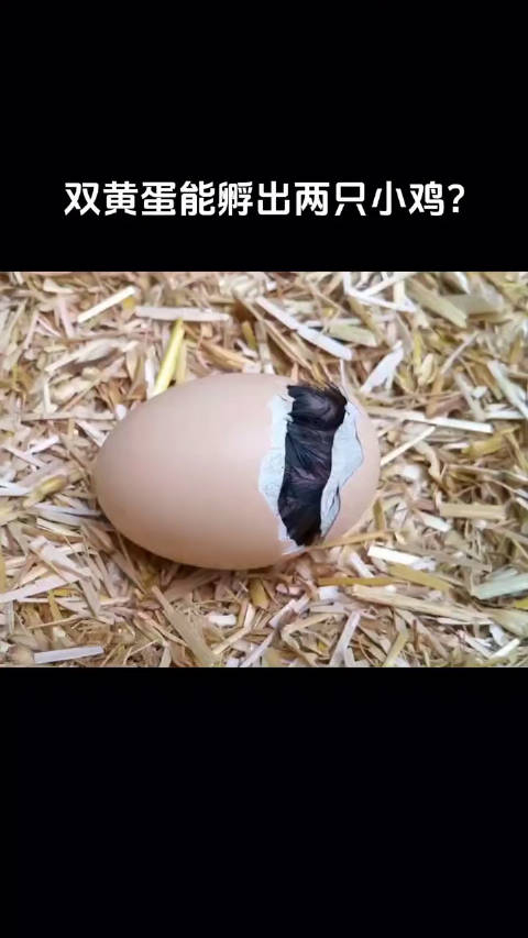 双黄蛋能同时孵出两只小鸡吗