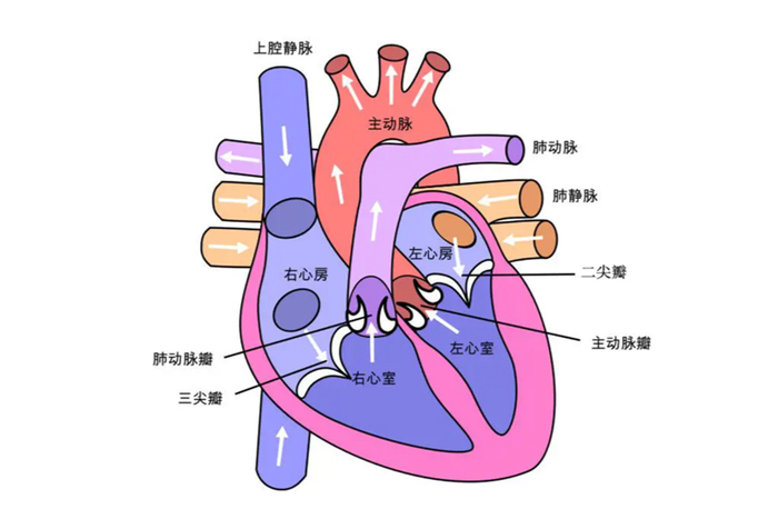 【探病寻医】心脏在"呼救",我们应该怎么做?|心电图|心血管_新浪新闻