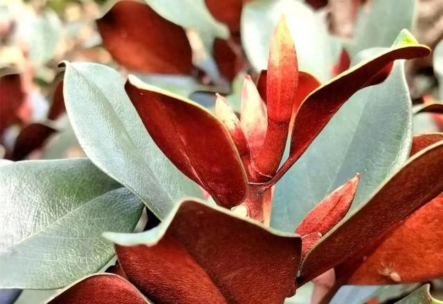 个体数量超1000株!韶关曲江罗坑保护区开展广东含笑野生资源调查