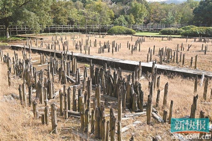 河姆渡遗址首次实证稻作农业"中国起源说"|考古|文物|浙江省_新浪新闻