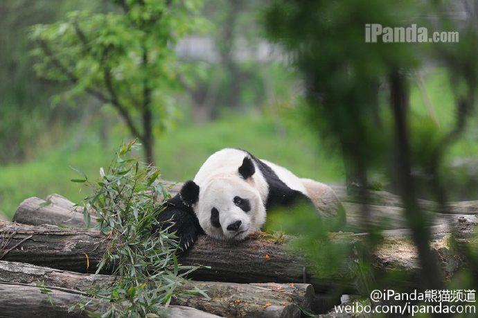 △大熊猫“泰山”