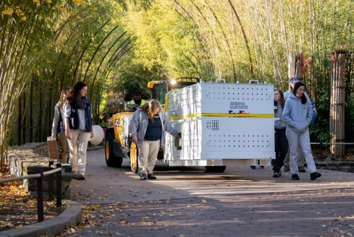 △11月8日上午，工作人员将载有大熊猫“美香”的“旅行包厢”移出华盛顿史密森学会国家动物园。