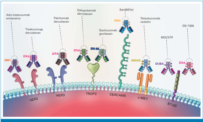 图1. 肺癌领域（NSCLC/SCLC）不同ADC靶点及候选药物分子