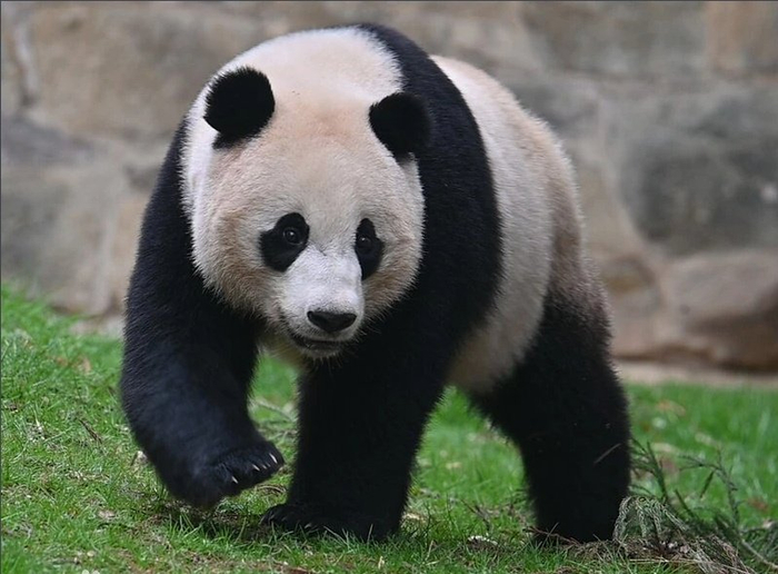 △大熊猫“小奇迹”