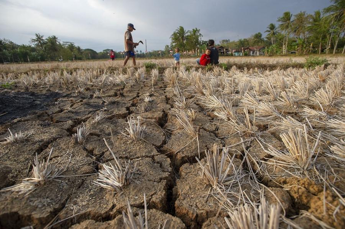 当地时间2023年8月23日,印尼中爪哇省,孩子们在干旱的稻田中玩耍.