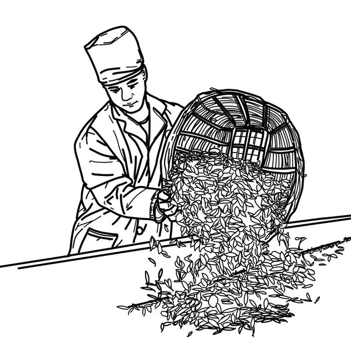 中国传统制茶技艺及其相关习俗|下关|技艺|云南_新浪新闻