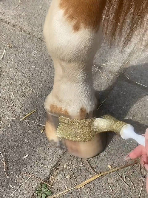 给马儿涂指甲油