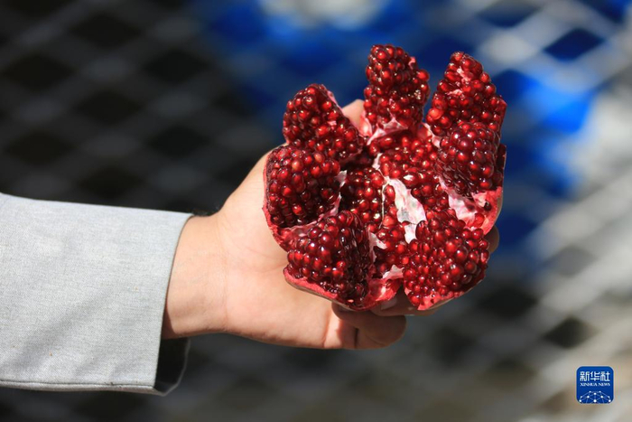 届中国国际进口博览会,阿富汗水果经销商希望通过进博会打开中国市场