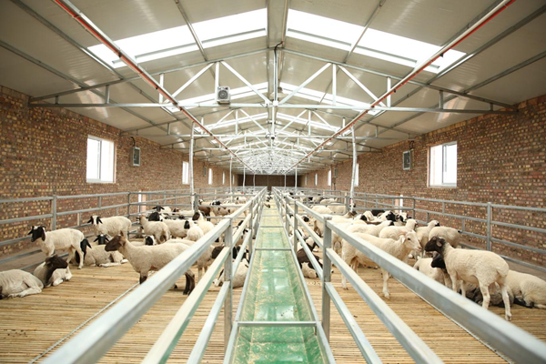 时事看点>正文>吉亚家的智慧羊棚,能通过手机实现草料喂养,给水,喷淋