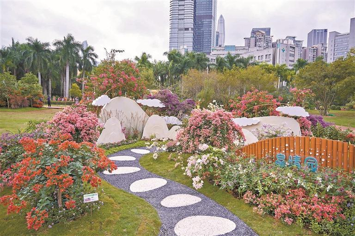 与美好重逢,簕杜鹃花展来了