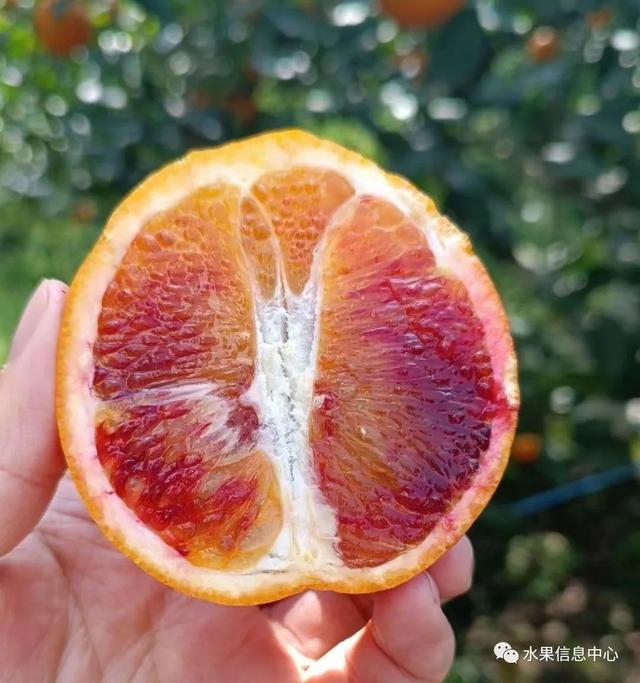 中国橙橙橙橙橙子地图