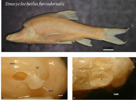 叉背金线鲃的"角",出自赵老师发表的论文 图片来源:baradi waryani et