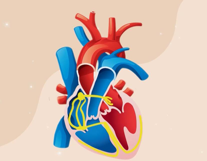 "发电厂"——窦房结发出电信号,传导至心房,然后电信号再通过心脏中央