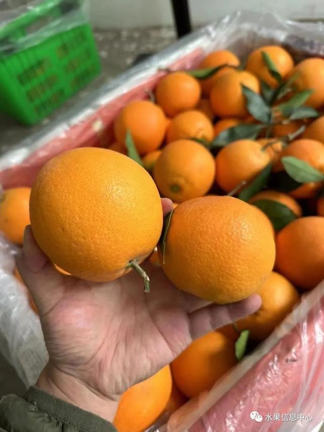 中国橙橙橙橙橙子地图