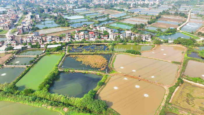 佛山市顺德区均安镇:"均安草鲩"游出致富路|产业园|佛山市_新浪新闻