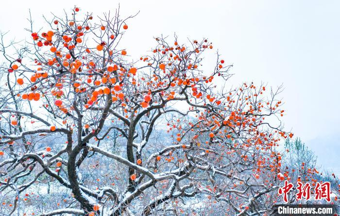雪润太行左权呈现雪打"灯笼"美景|柿子|左权|晋中市_新浪新闻