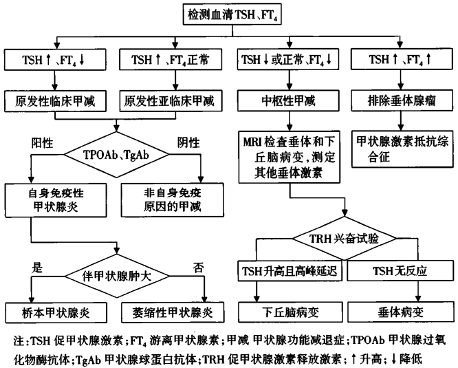 图1 甲减的诊断流程