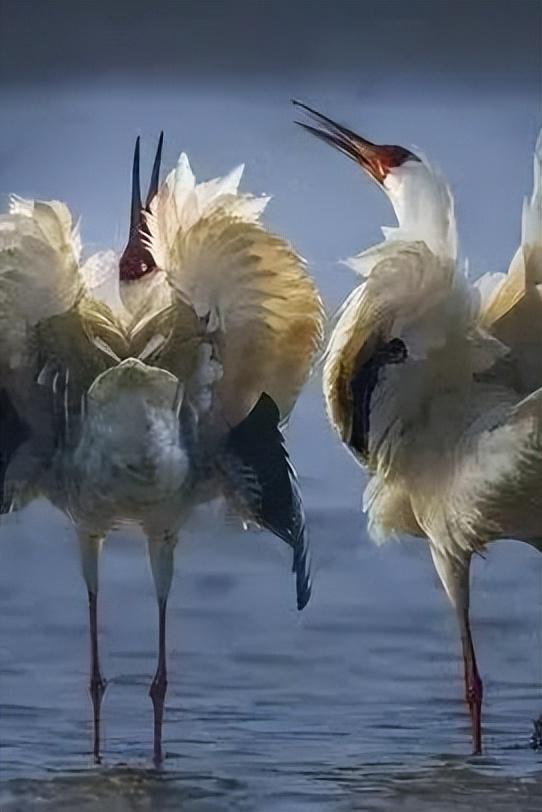 首批白鹤空降江西!现场震撼!|江西省|鄱阳湖_新浪新闻