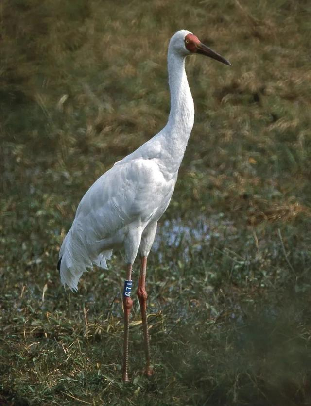 首批白鹤空降江西!现场震撼!|江西省|鄱阳湖_新浪新闻