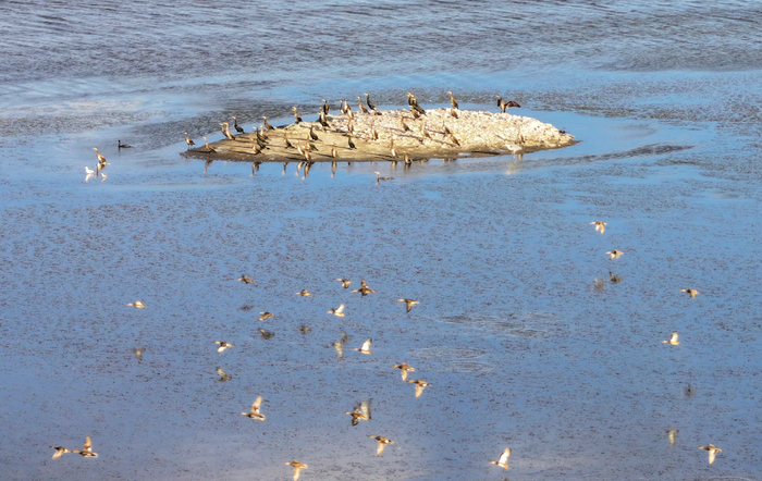 成群水鸟在沽源县天鹅湖憩息，增添靓丽美景。武殿森摄
