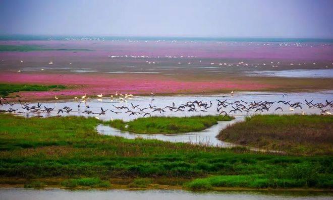 鄱阳湖湿地公园一日游图片