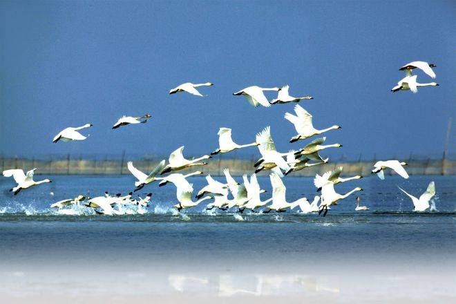 鄱阳湖景区位于江西省上饶市鄱阳县双港镇鄱阳湖国家湿地公园