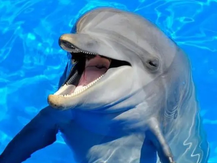 和它发生关系,她离开后海豚竟以死明志|玛格丽特|彼得|海豚_新浪新闻