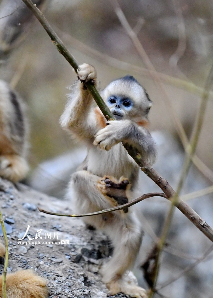 四川九寨沟珍稀野生动物川金丝猴萌态十足