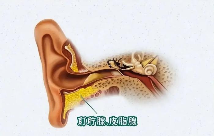 油脂耳屎的主要構成一點都不比金屬掏耳勺少可能產生的問題棉籤掏耳朵