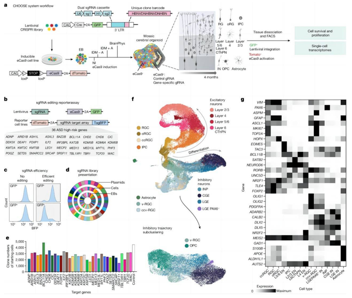 （来源：Nature）