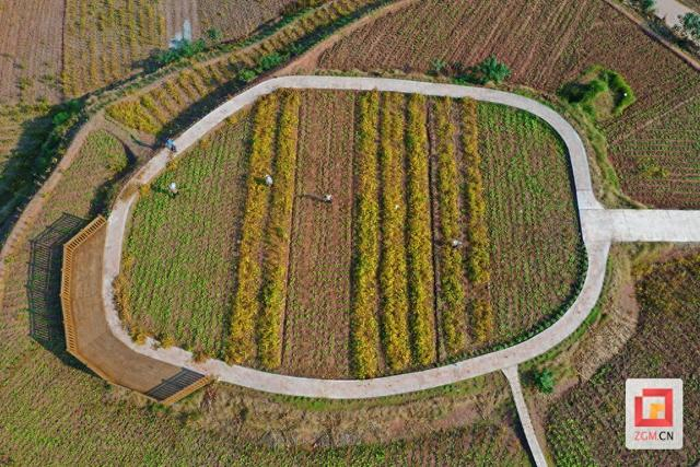 新堂村四季轮作让农田全年不闲