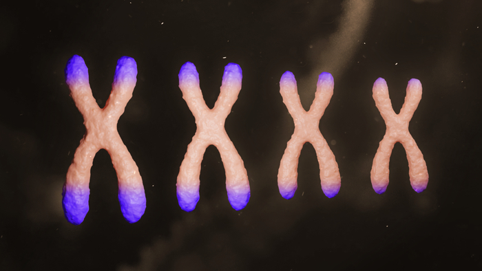 ▲逐渐缩短的端粒（图片来源：药明康德内容团队制作）