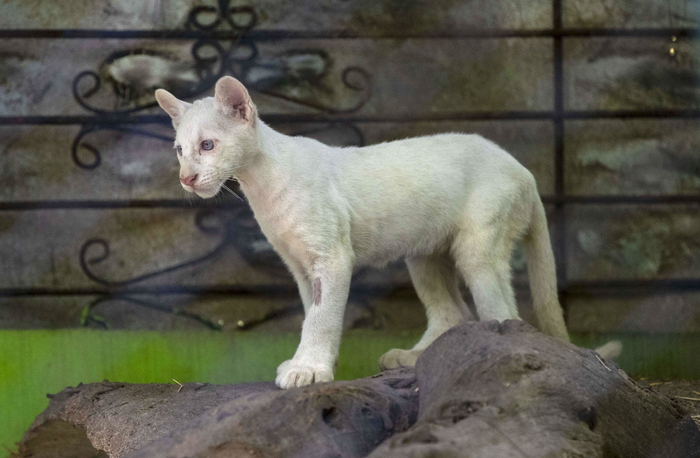 这是11月10日在尼加拉瓜惠加尔帕一个动物园拍摄的白化美洲狮伊塔泽.