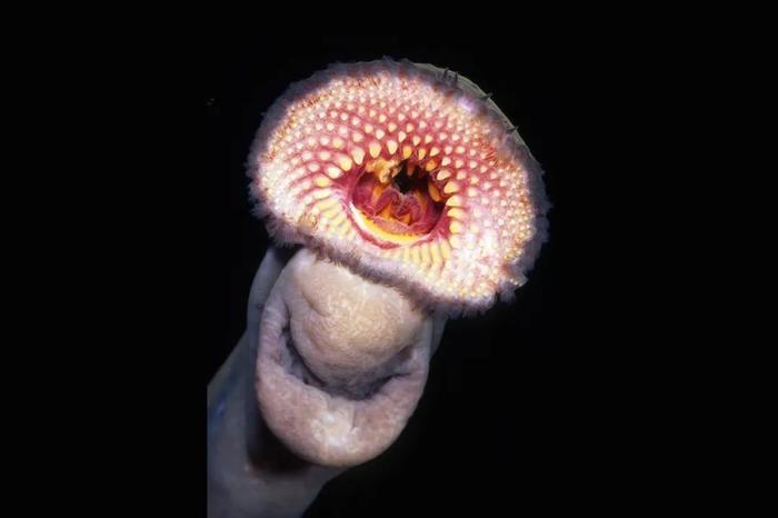 图注:囊口七鳃鳗的牙齿结构,图片来自网络图注:燕辽鳗的牙齿结构看