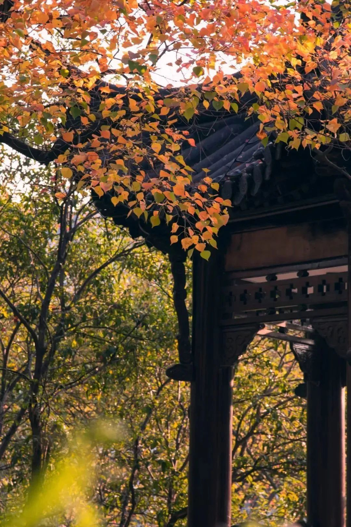 秋景|莫愁湖_新浪新闻