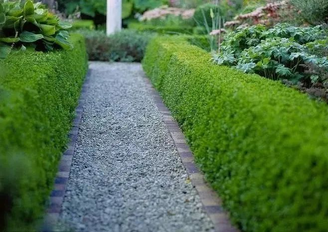 用自然的绿篱之墙,来绘制最美的花园边界吧~|花篱_新浪新闻