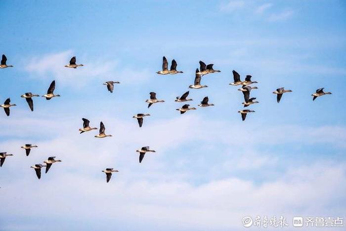 雁南飞图片大全唯美图片