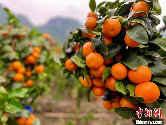 广西环江砂糖橘获北方民众青睐甜蜜事业助力农民增收致富