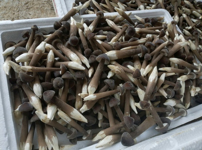 沿河:黑皮鸡枞菌撑开"致富伞"