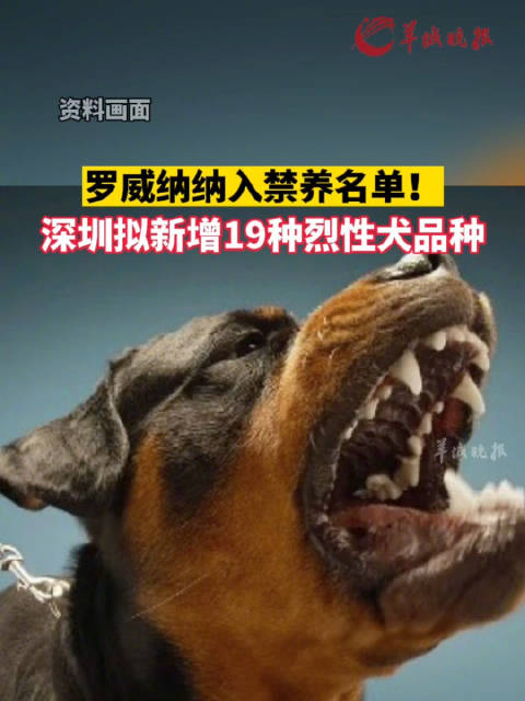深圳拟修订烈性犬名单新增19种烈性犬品种