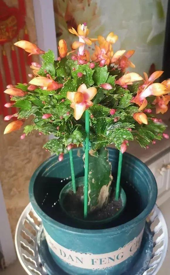 入冬后养蟹爪兰,用上3个"催花术",花苞又大又多!