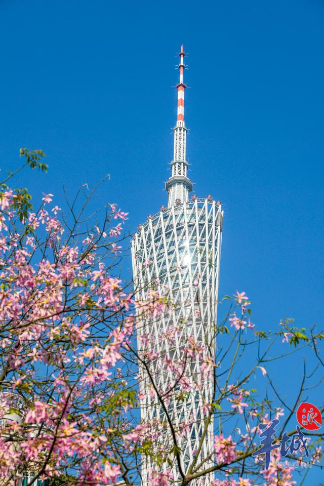 图集|广州街头美丽异木棉盛放|广州市_新浪新闻